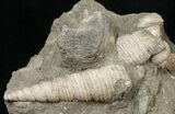 Cretaceous Gastropod And Clam Fossils - Coon Creek Formation #17048-3